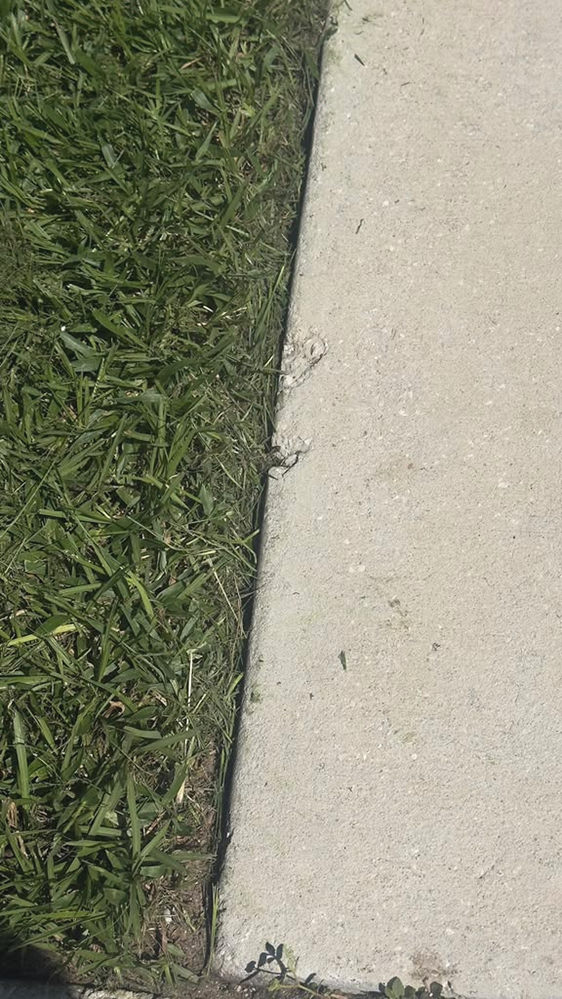 Lawn edge before RR Elite detailing